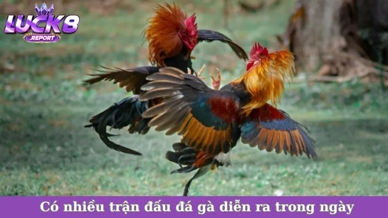 Có nhiều trận đấu đá gà diễn ra trong ngày
