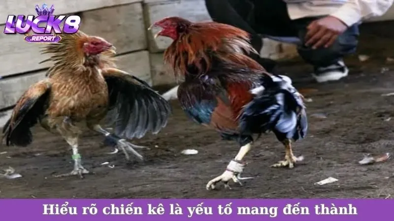 Hiểu rõ chiến kê là yếu tố mang đến thành
