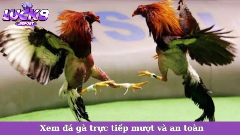 Xem đá gà trực tiếp mượt và an toàn